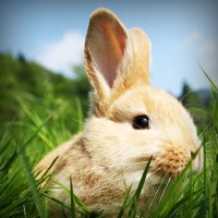 /album/tacbonicgest/photolia-a03-jpg/