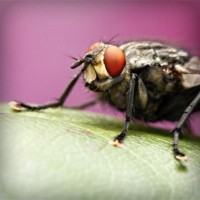 /album/tacbonicgest/photolia-a08-jpg/